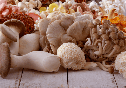 Grow all mushrooms using one kit best mushroom grow kit 2024