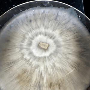 Agar plate mycelium