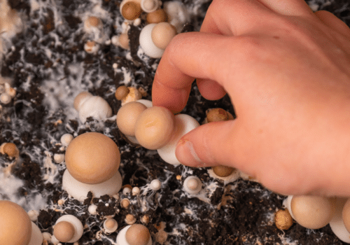 How to grow mushrooms in a monotub