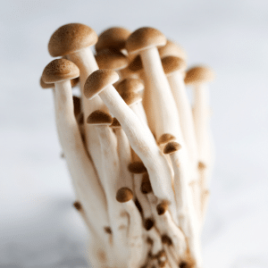 Fresh Beech Mushrooms