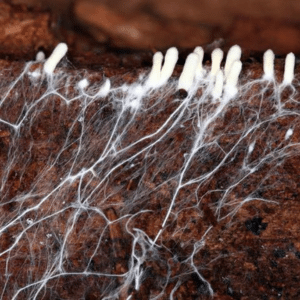 Mycelium growing
