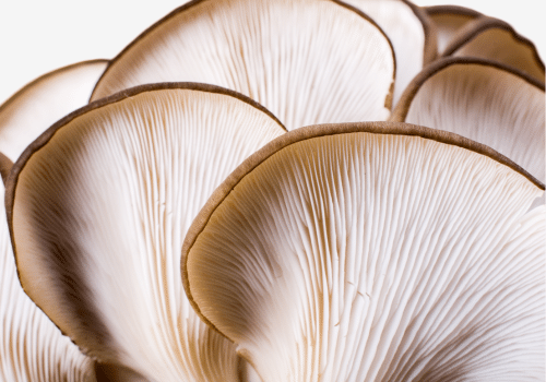 Blue oyster mushroom gills and cap