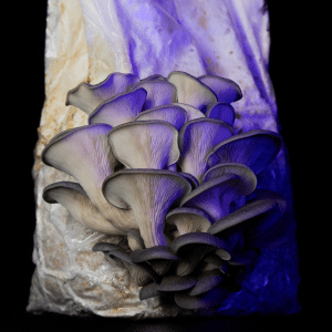 Myterra Labs blue oyster mushroom grow kit