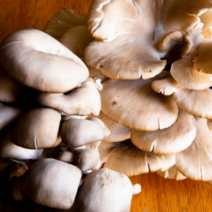 fresh blue oyster mushrooms in kitchen