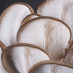 Blue Oyster Mushroom Grow Kit 6