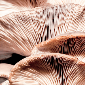 Oyster Mushroom Gills soft lighting artistic grow at home