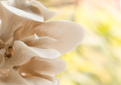 Easy to Grow Mushrooms for Beginners: Top Varieties to Consider