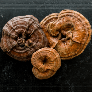dried reishi mushrooms