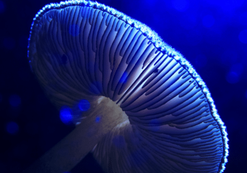 Blue Mushroom Fungi