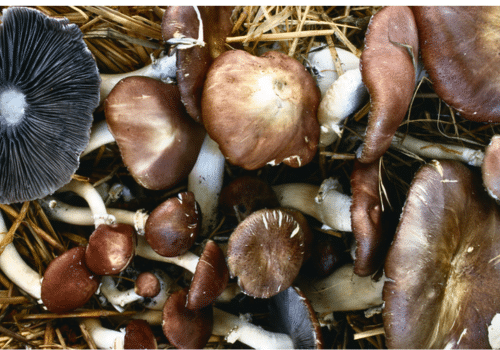 Grow Wine Cap Mushrooms In Your Garden Bed