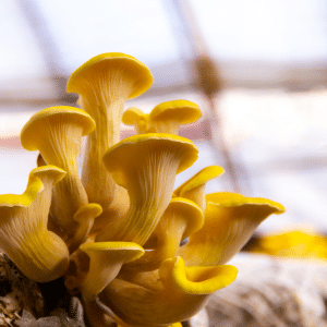 Golden Yellow Oyster Mushrooms are delicious