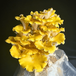 Myterra Labs mushroom grow kit golden oysters