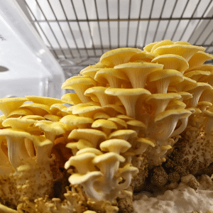 Golden Yellow Oysters large harvests