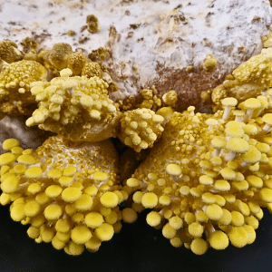 Golden oyster pins