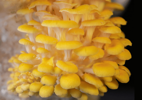 Myterra Labs Golden Oyster Mushroom