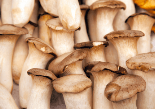 oyster mushroom health benefits trumpet