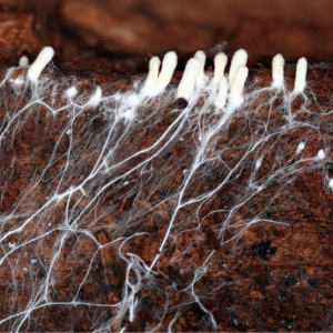 Cross section through mushroom substrate to show mushroom mycelium and pins