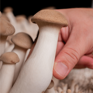 Harvesting King Oyster Mushrooms