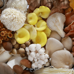 variety of mushrooms that can be grown at home