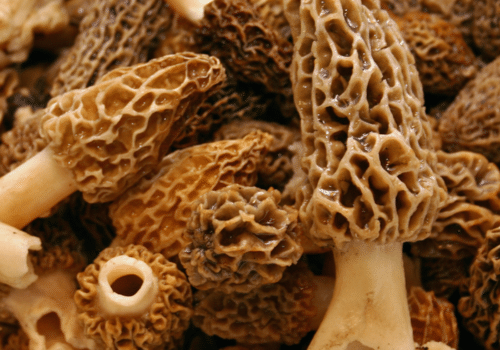 morel mushroom foraging