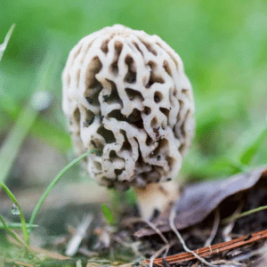 White morel mushroom