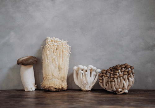 different types of mushrooms that grow in a fruiting chamber