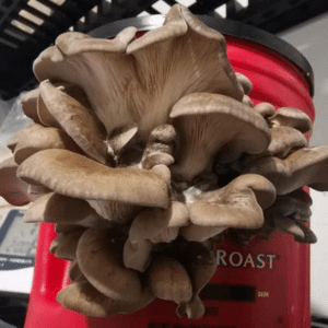 king oyster mushrooms in a bucket
