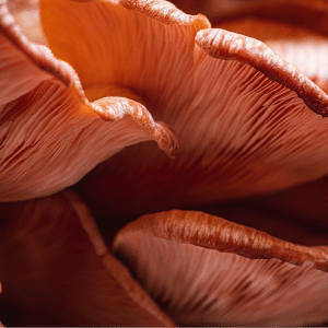 Pink oyster mushroom close up