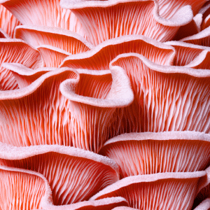 Pink Oyster Mushrooms Growing Easily Beginner