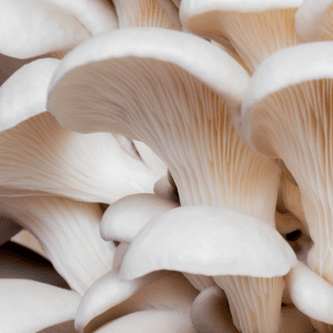 white oyster mushrooms grow kit