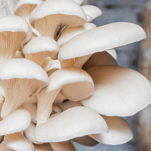 White oyster mushroom cultivation