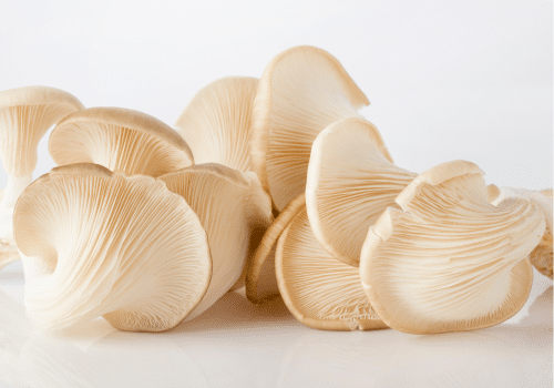 How to Grow White Oyster Mushrooms
