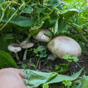 Wine cap Mushrooms in a garden bed