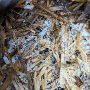 wine cap mushroom mycelium colonizing straw in a garden bed