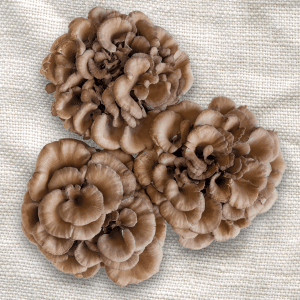 maitake hen of the woods