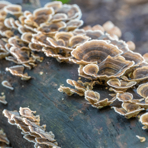 turkey tail mushroom trametes versicolor