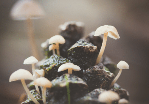 tiny mycena mushrooms in forest