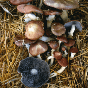 wine cap mushrooms in a garden bed