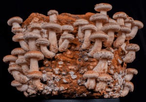 How to grow shiitake mushrooms using a grow kit