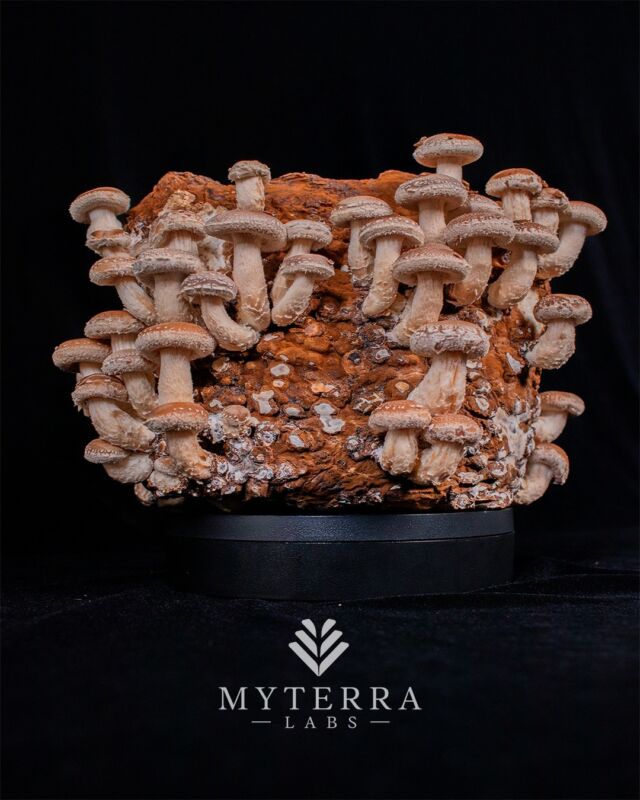 Shiitake mushrooms are more than just a tasty addition to your favourite dishes - they're also a powerful tool for supporting your immune system! These exotic mushrooms are packed with crucial vitamins, minerals, and enzymes that can help your body thrive. So why not add some Shiitake to your diet today? #growyourownfood #organicfood #getcultured #shiitake #myterralabs