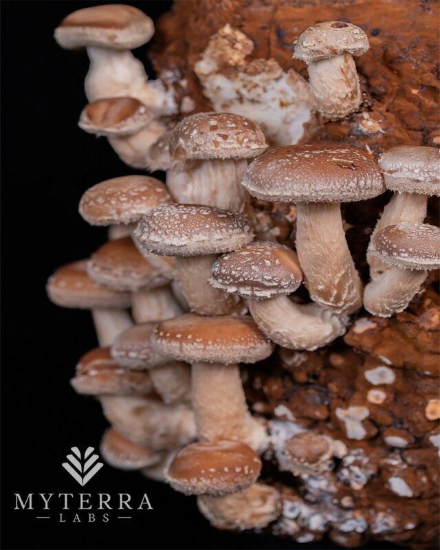 Try Shiitake mushrooms to spice up your meals! They have a savoury taste and are loaded with essential vitamins and minerals. Whether you are a pro chef or a home cook, Shiitake mushrooms are a delicious and nutritious addition to your diet. #growyourownfood #organicfood #getcultured #shiitake #myterralabs