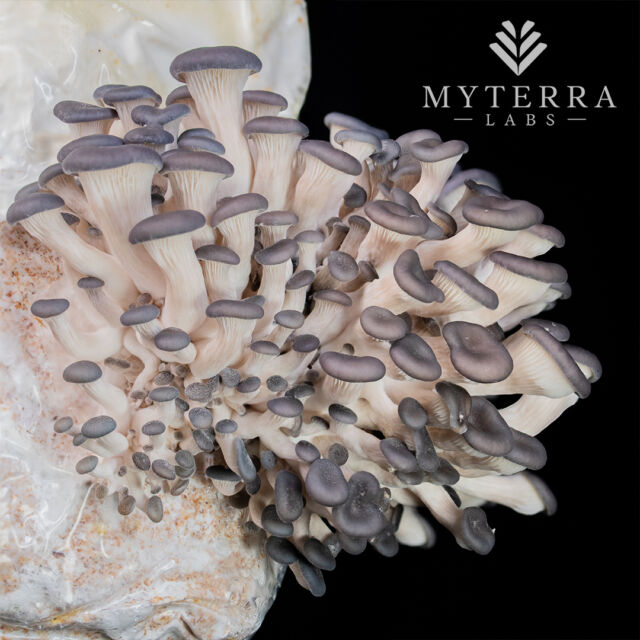 Get ready to grow your own tasty treats with Blue Oyster mushrooms! Perfect for beginners, they love the cold and can grow easily in different substrates. Start your mushroom journey today! 🍄💙

#organicfood #getcultured #myterralabs #growyourownfood #mushroom #letsgrowtogether #blueoysters #blueoyster