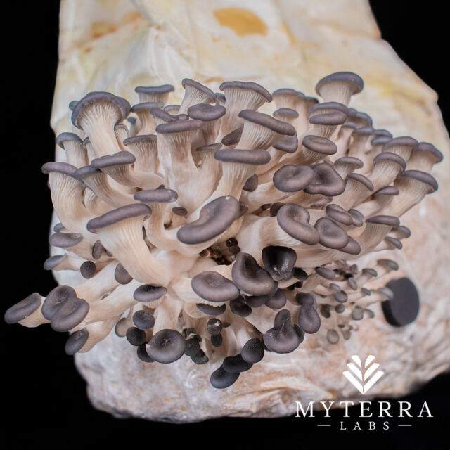 Enjoy the nice smell and light taste of Blue Oyster mushrooms! You can cook them in the oven, fry it for a crispy snack, or cook in butter or olive oil. There are lots of yummy ways to eat Blue Oysters! 🍄💫