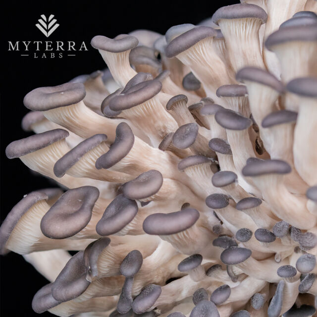 Blue Oyster mushrooms aren't just delicious - they're also good for you! Packed with antioxidants, fiber, and low in calories, they help boost your immune system and more. Eating them is a win-win for your taste buds and your health! 🍄💪

#organicfood #getcultured #myterralabs #growyourownfood #mushroom #growyourfood #letsgrowtogether #blueoysters #blueoyster #gourmetmushrooms